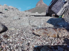 Ophichthus triserialis