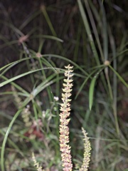 Coleus monostachyus