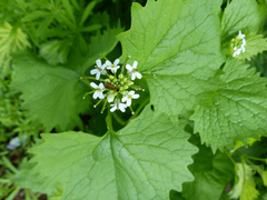 Cauchas rufimitrella