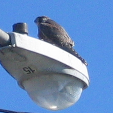 Falco peregrinus anatum