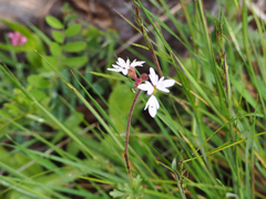 Lithophragma