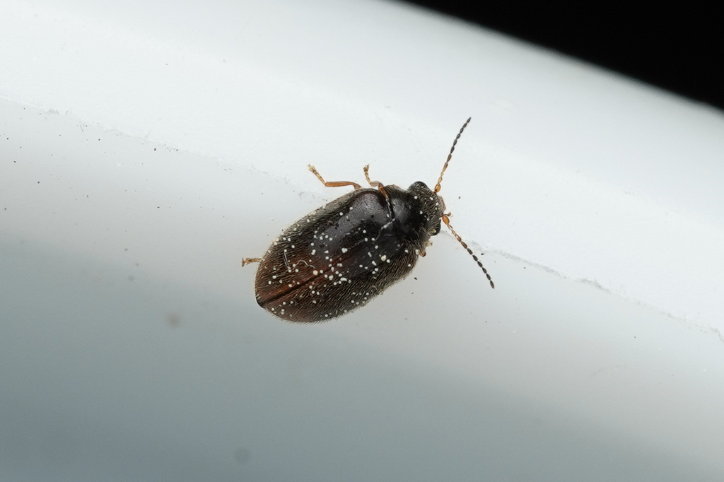 Contacyphon coarctatus