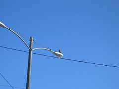 Falco peregrinus anatum