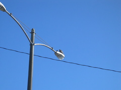 Falco peregrinus anatum