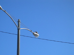 Falco peregrinus anatum