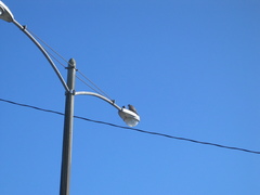 Falco peregrinus anatum