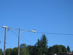 Falco peregrinus anatum