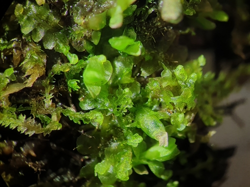 Image of Fuscocephaloziopsis pleniceps by no rights reserved