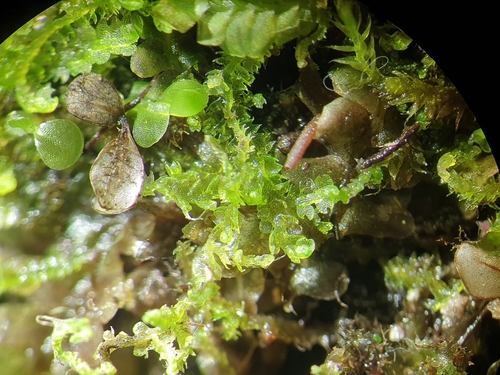 Image of Fuscocephaloziopsis pleniceps by no rights reserved