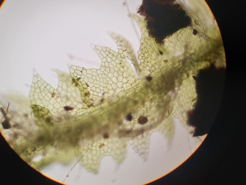 Image of Fuscocephaloziopsis pleniceps by no rights reserved