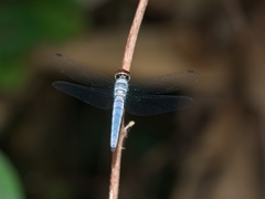 Brachydiplax duivenbodei