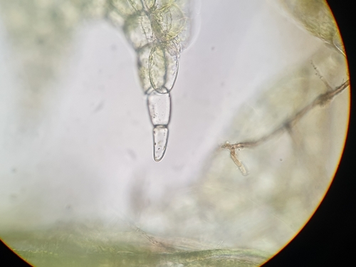 Image of Fuscocephaloziopsis pleniceps by no rights reserved