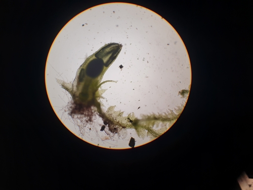 Image of Fuscocephaloziopsis pleniceps by no rights reserved