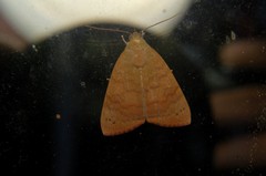 Maurilia