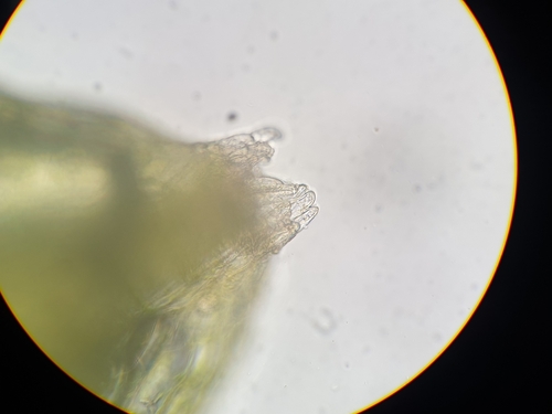 Image of Fuscocephaloziopsis pleniceps by no rights reserved
