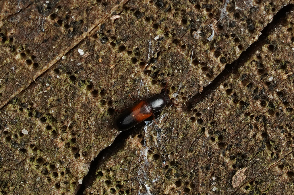 Corticeus fasciatus