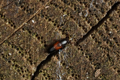 Corticeus fasciatus