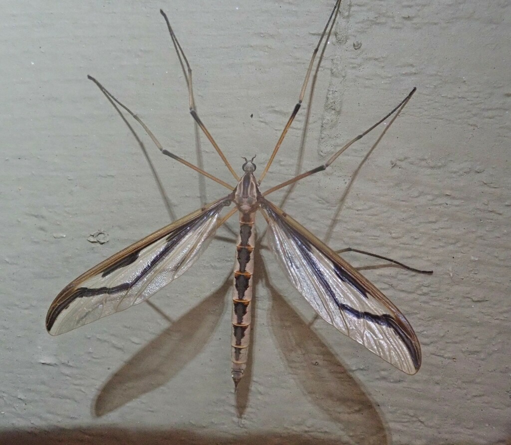 Pedicia contermina
