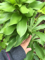 Lilieae