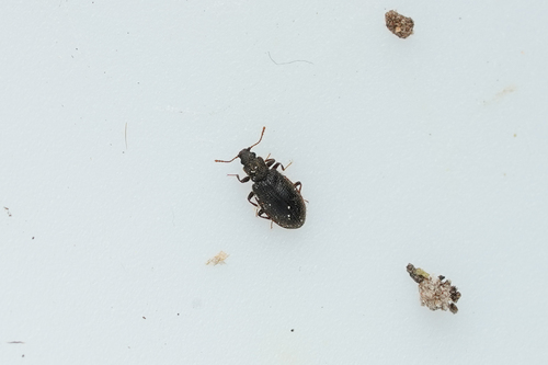 Latridius hirtus