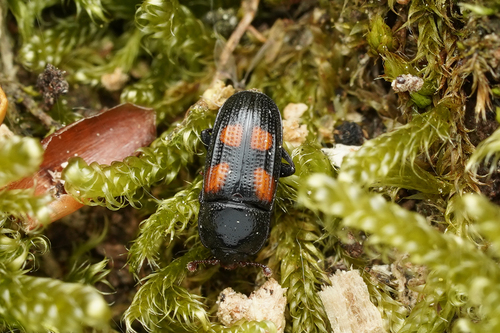 Ipidia binotata