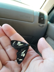 Gnophaela latipennis