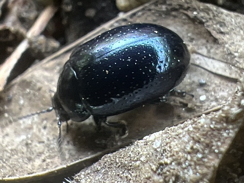 Greater St. John's wort beetle photo 4
