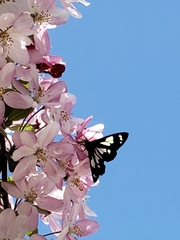 Gnophaela latipennis