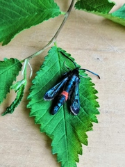 Synanthedon stomoxiformis
