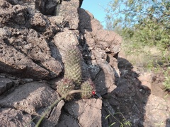 Mammillaria sheldonii