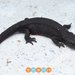 Oriental Fire-bellied Newt - Photo (c) 张艺言, some rights reserved (CC BY-NC), uploaded by 张艺言