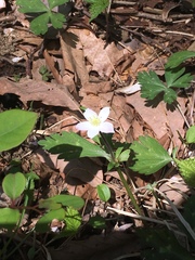 Anemonastrum flaccidum
