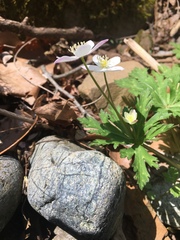 Anemonastrum flaccidum