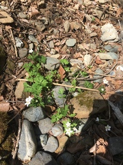 Anemonastrum flaccidum