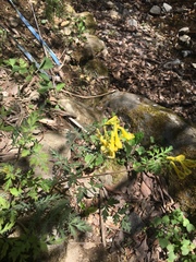 Corydalis pallida tenuis