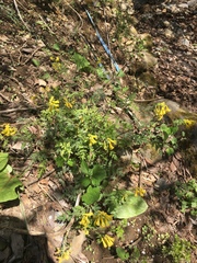 Corydalis pallida tenuis