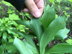 Lilieae