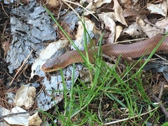 Euprepiophis conspicillata