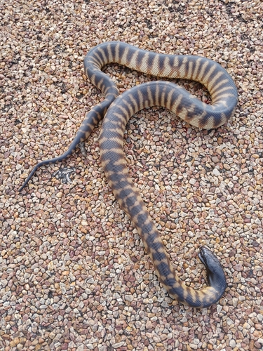 Black-headed Python sighting