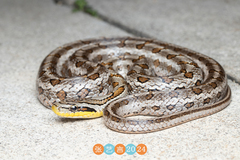 Chinese Leopard Snake photo 2