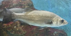 Blackfin Seabass photo 1