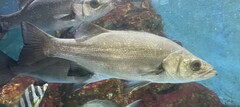 Blackfin Seabass photo 2