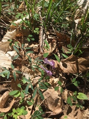 Corydalis lineariloba