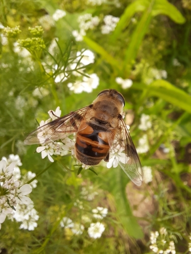 Common Drone Fly