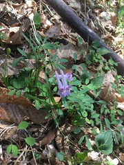 Corydalis lineariloba