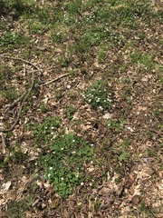 Anemonastrum flaccidum