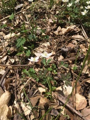 Anemonastrum flaccidum