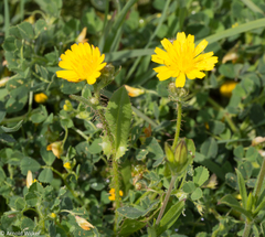 Crepis aspera