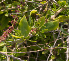 Lycium schweinfurthii