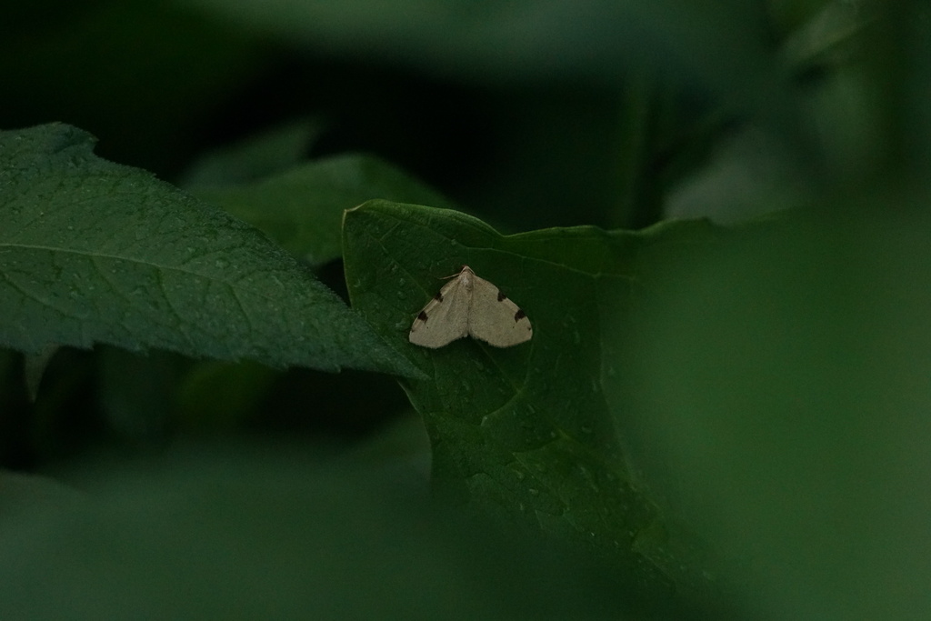 Three-spotted Fillip from Montgomery County, VA, USA on May 7, 2024 at ...